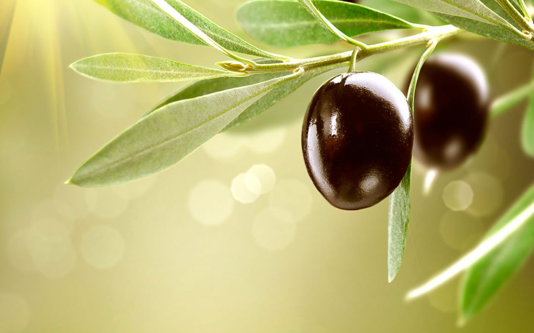 Oración vocacional. Mes de diciembre 2021.