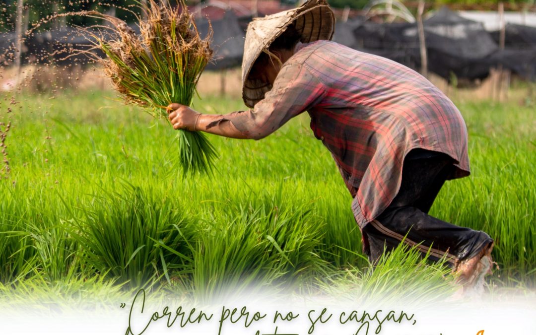 Adviento, camino de esperanza. Miércoles de la II semana