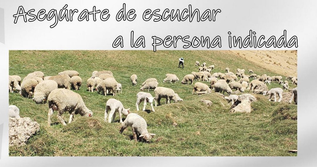 Lectio para 4 Domingo de Pascua
